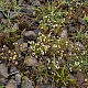 Euphrasia confusa