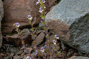 Euphrasia micrantha 