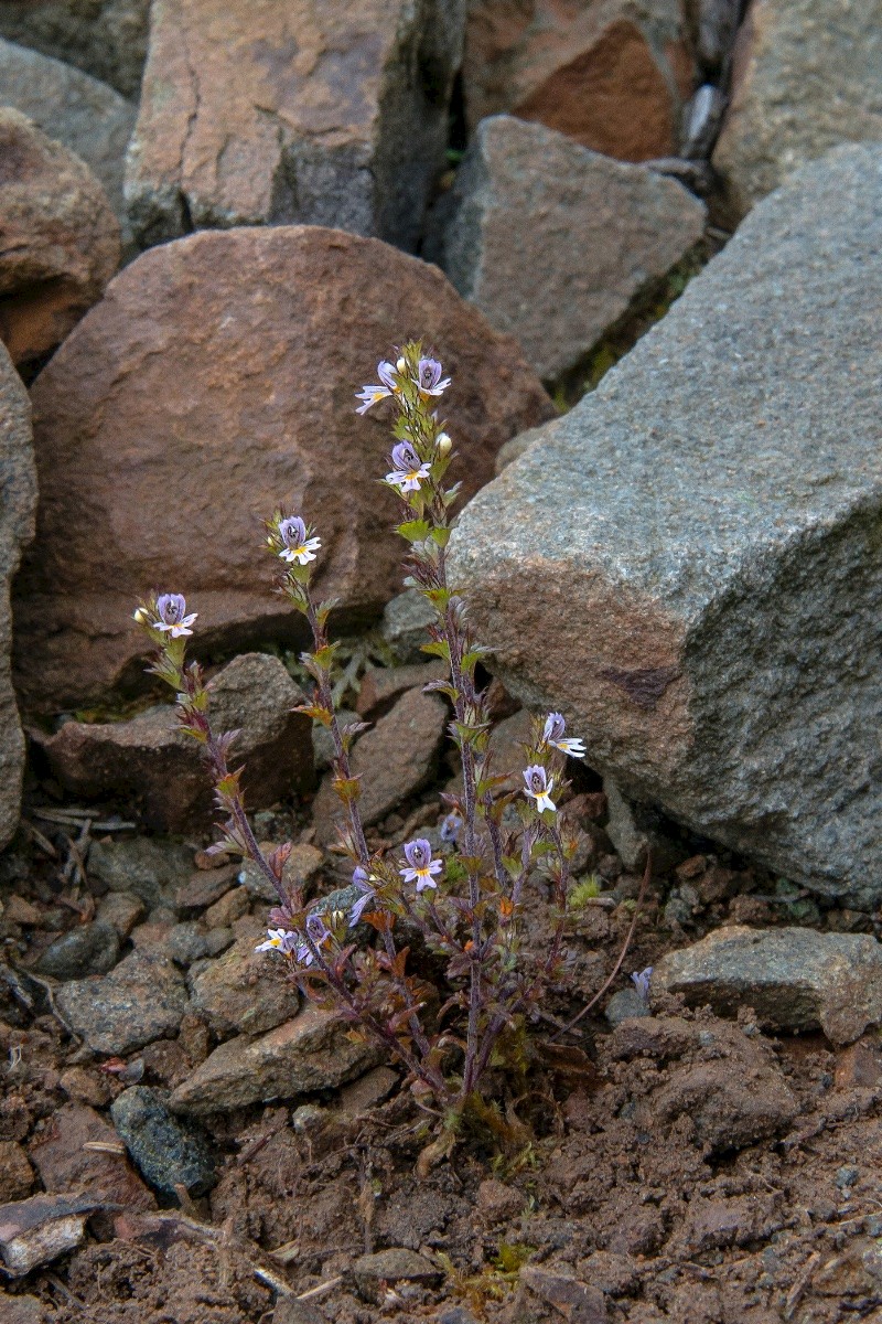 Euphrasia micrantha - © Charles Hipkin