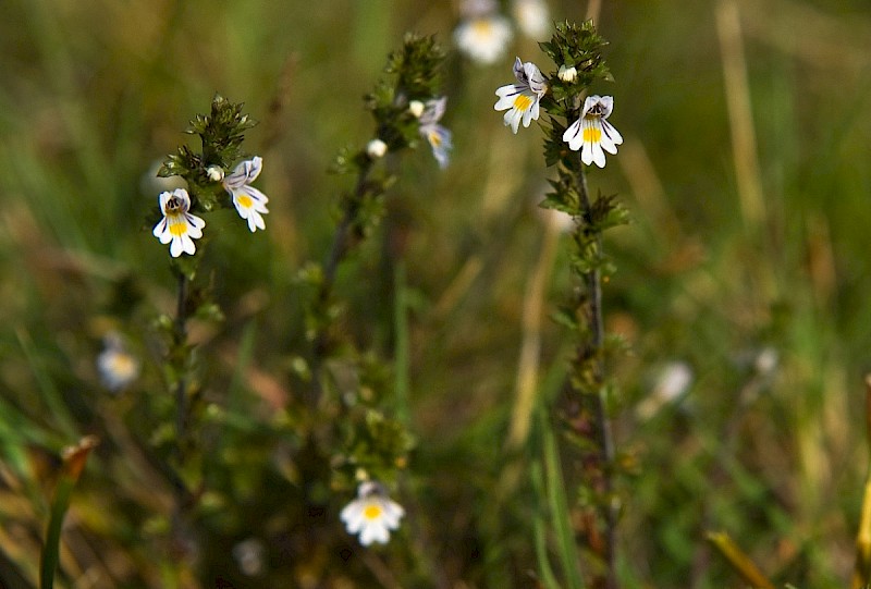 Euphrasia nemorosa - © Charles Hipkin