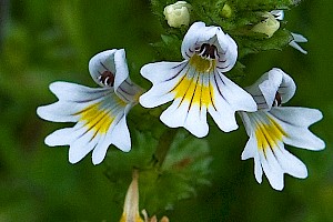 Scrophulariaceae