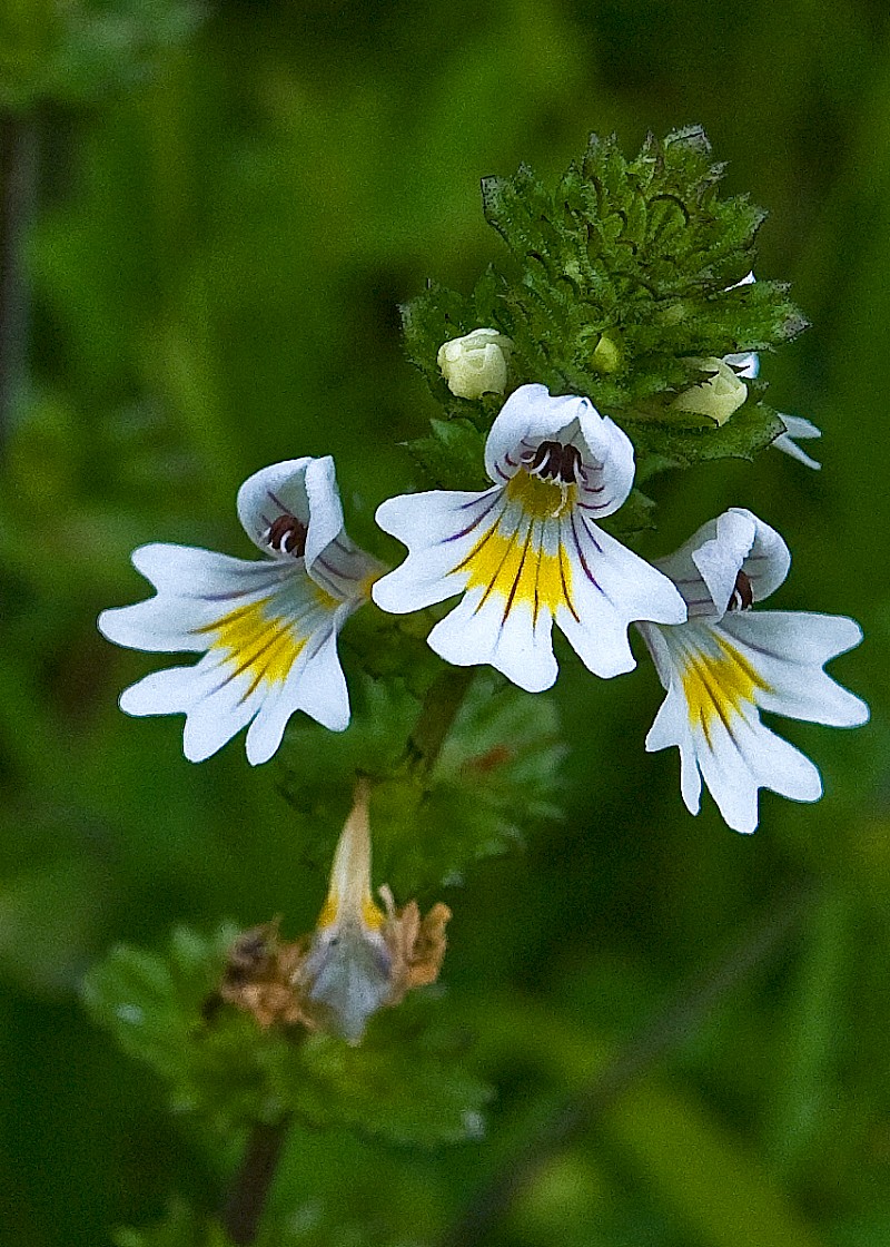 Euphrasia officinalis subsp. pratensis - © Charles Hipkin