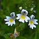 Euphrasia officinalis subsp. pratensis