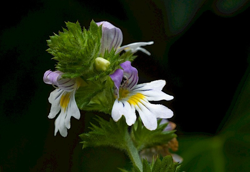 Euphrasia officinalis subsp. pratensis - © Charles Hipkin