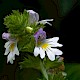 Euphrasia officinalis subsp. pratensis