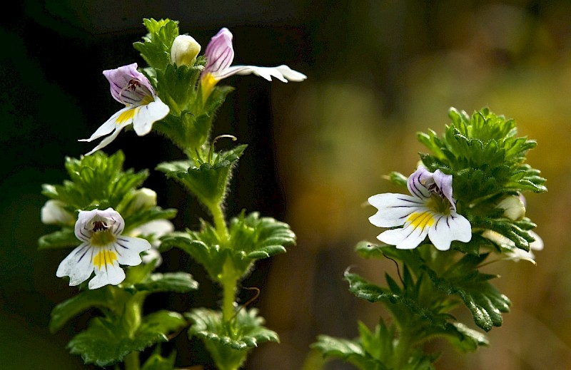 Euphrasia officinalis subsp. pratensis - © Charles Hipkin