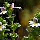 Euphrasia officinalis subsp. pratensis