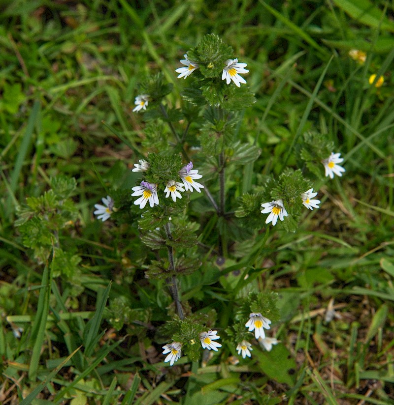 Euphrasia officinalis subsp. pratensis - © Charles Hipkin