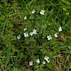 Euphrasia officinalis subsp. pratensis