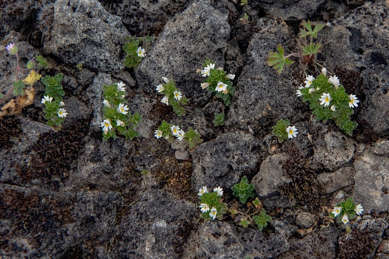 Euphrasia tetraquetra - © Charles Hipkin