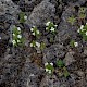 Euphrasia tetraquetra