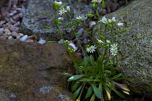 Erophila verna Common Whitlowgrass