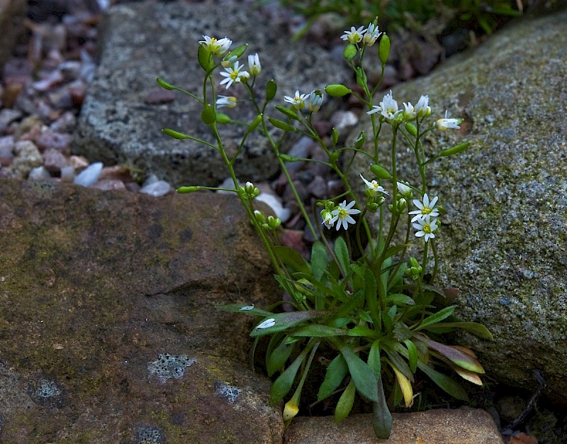 Erophila verna - © Charles Hipkin