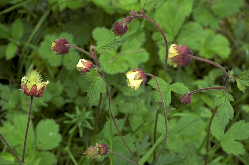 Geum rivale - © Charles Hipkin