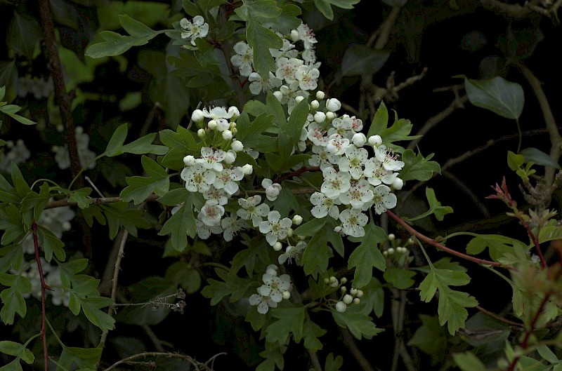 Crataegus monogyna - © Charles Hipkin