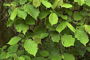 Corylus avellana Hazel