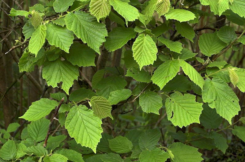 Corylus avellana - © Charles Hipkin