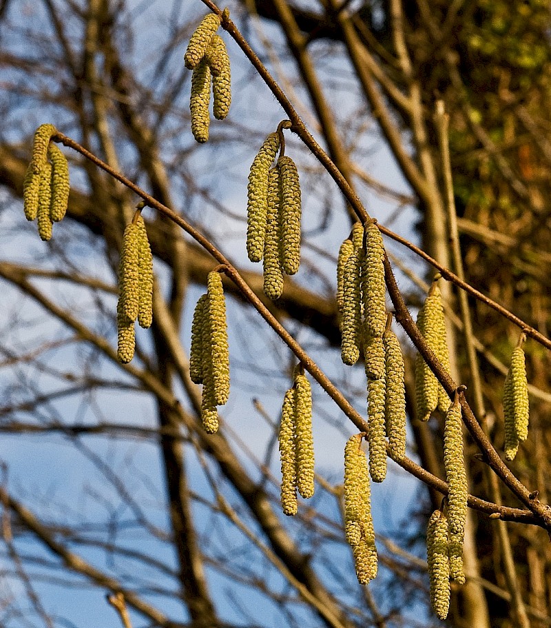 Corylus avellana - © Charles Hipkin