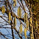 Corylus avellana