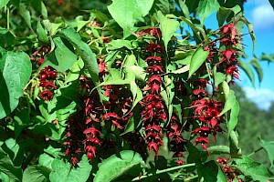 Caprifoliaceae