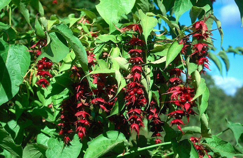 Leycesteria formosa - © Charles Hipkin