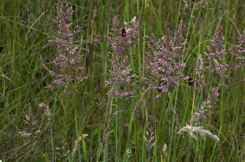 Holcus lanatus - © Charles Hipkin