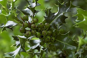 Aquifoliaceae