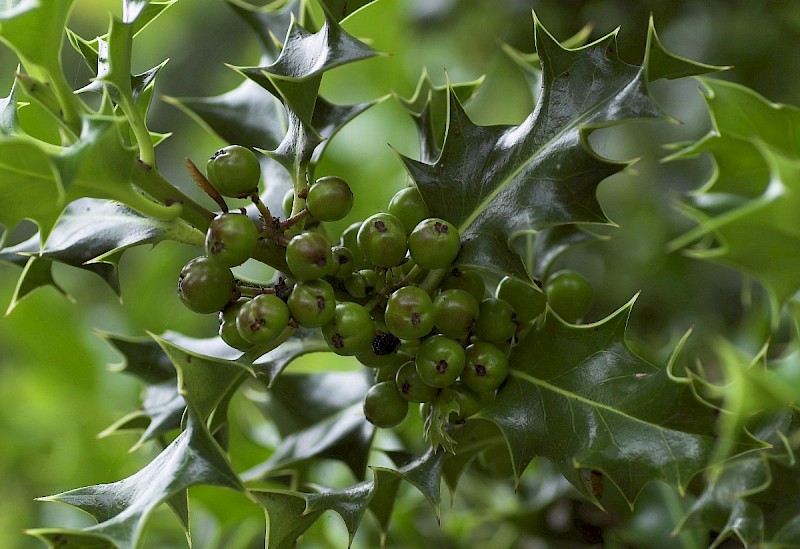 Ilex aquifolium - © Charles Hipkin