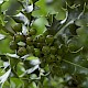 Ilex aquifolium