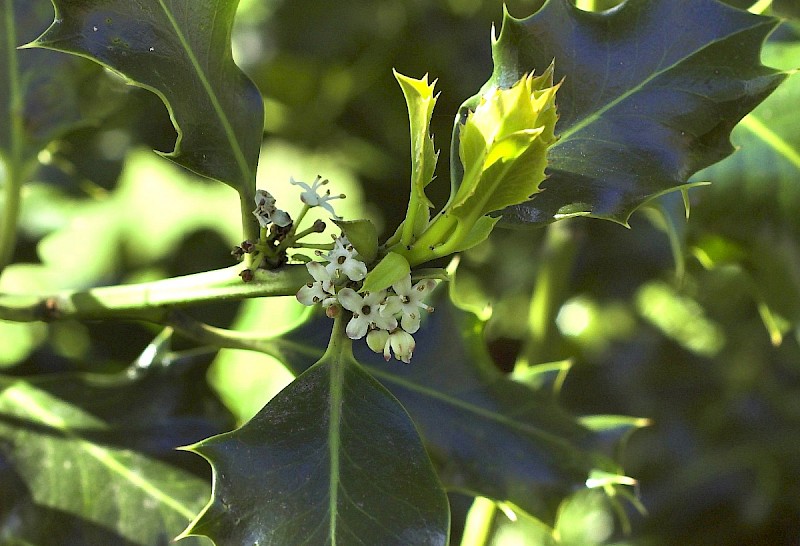 Ilex aquifolium - © Charles Hipkin