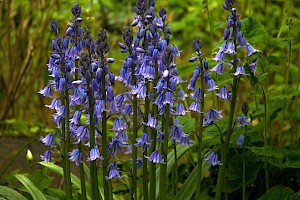 Hyacinthoides x massartiana Hybrid Bluebell (H. non-scripta x hispanica)