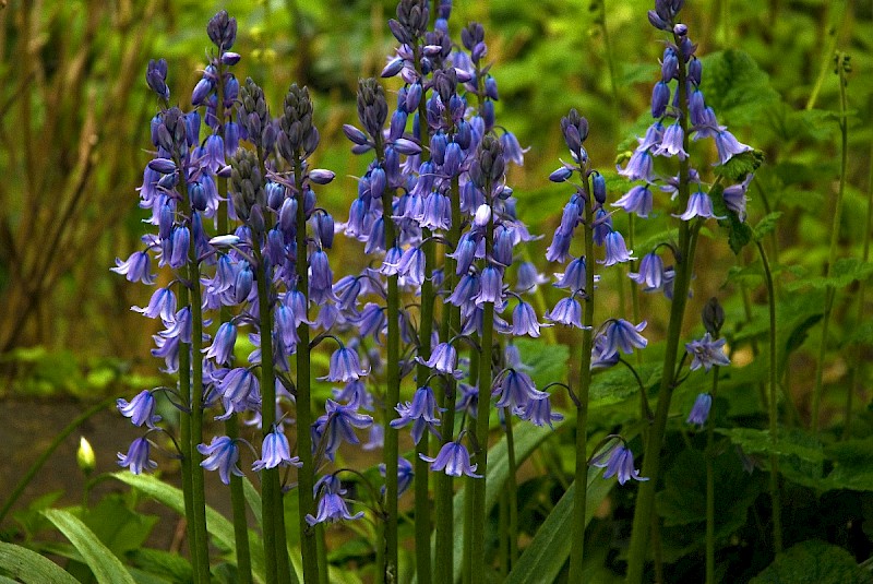 Hyacinthoides x massartiana - © Charles Hipkin