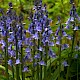 Hyacinthoides x massartiana