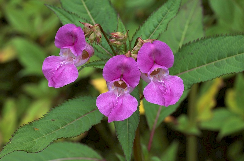 Impatiens glandulifera - © Charles Hipkin