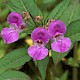 Impatiens glandulifera