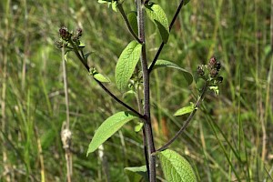 Inula conyzae Ploughman's-spikenard