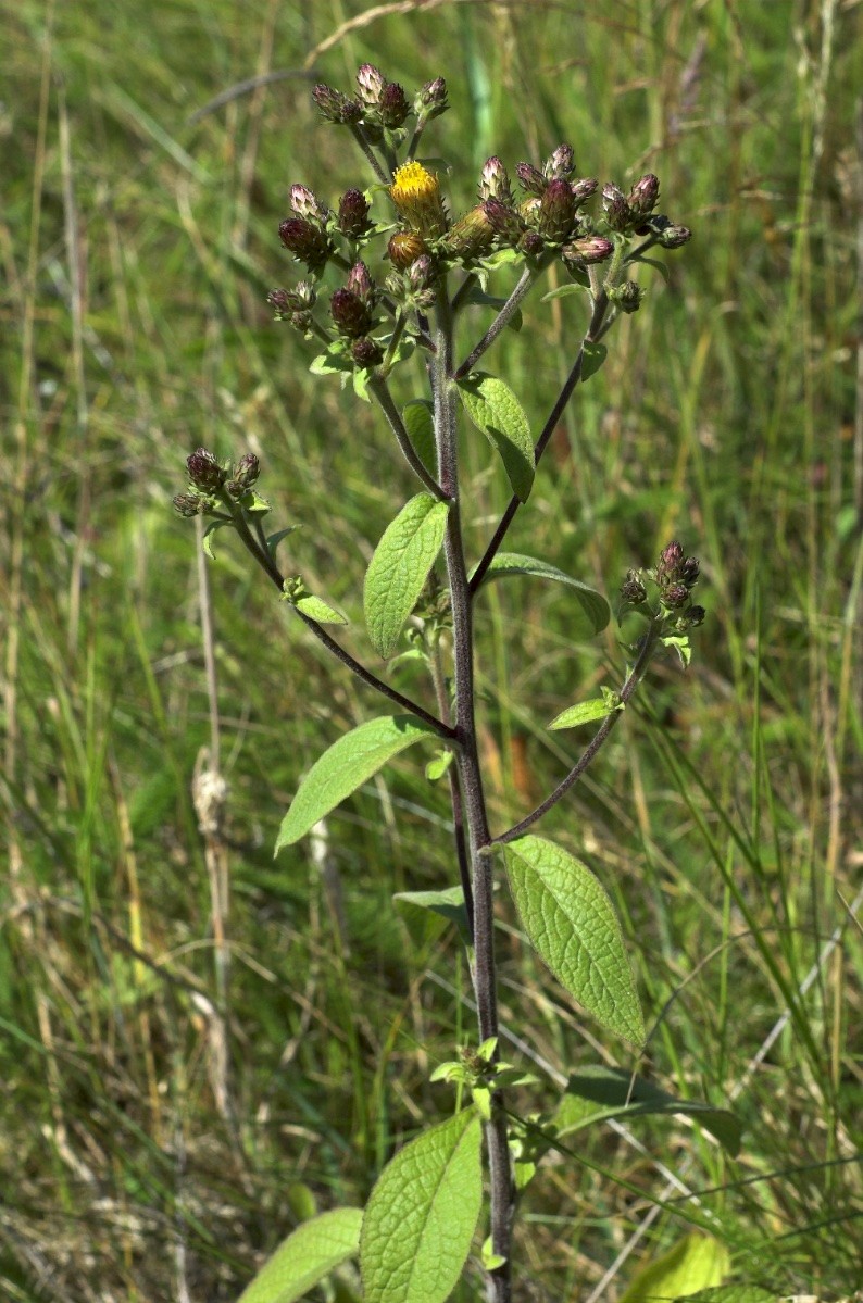 Inula conyzae - © Charles Hipkin