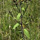 Inula conyzae