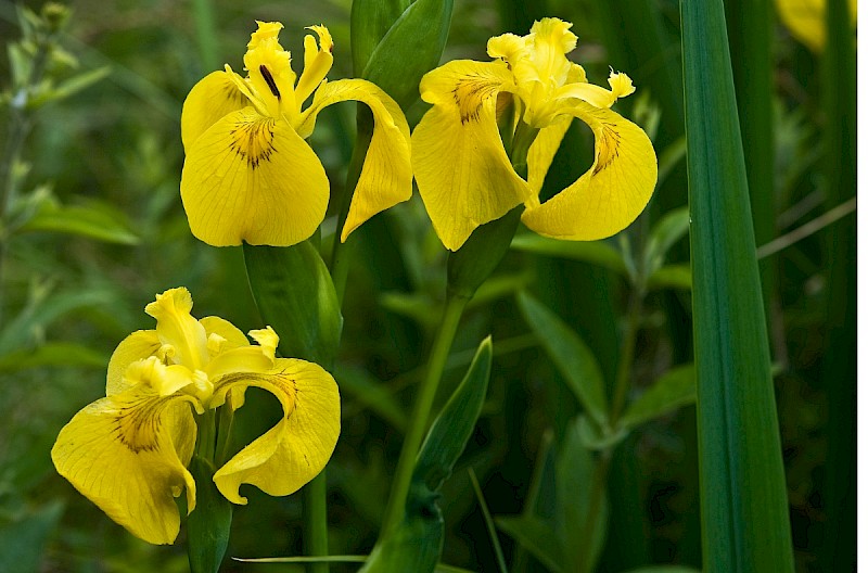 Iris pseudacorus - © Charles Hipkin