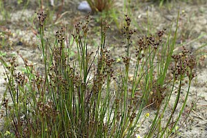 Juncus articulatus Jointed Rush