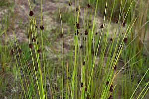 Juncus conglomeratus Compact Rush