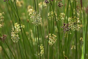 Juncus effusus Soft-rush