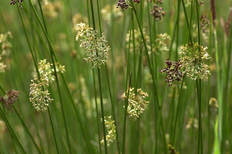 Juncus effusus - © Charles Hipkin