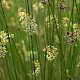 Juncus effusus