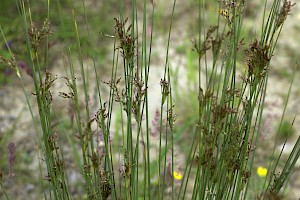 Juncus inflexus Hard Rush