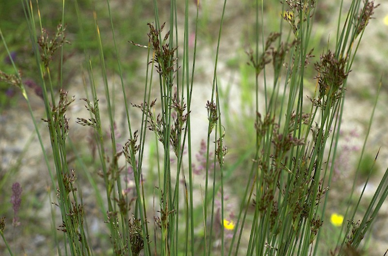 Juncus inflexus - © Charles Hipkin