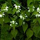 Lamium album