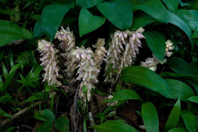 Lathraea squamaria - © Charles Hipkin