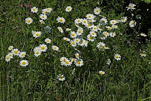 Leucanthemum vulgare Oxeye Daisy