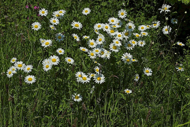 Leucanthemum vulgare - © Charles Hipkin